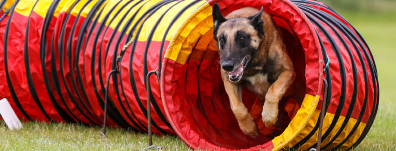 Спорт с собакой: аджилити, фрисби, курсинг и другие виды