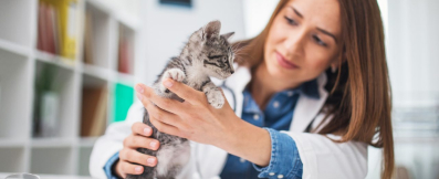 Первая консультация с котенком у ветеринарного врача