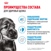 Royal Canin Mini Puppy консервированный для щенков мелких пород в возрасте до 10 месяцев, кусочки в соусе
