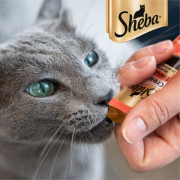 Sheba Creamy крем-лакомство для взрослых кошек говядина
