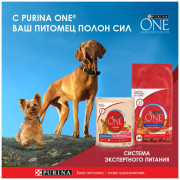 Purina ONE корм сухой для взрослых собак средних и крупных пород, с высоким содержанием ягненка и с рисом
