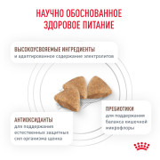 Royal Canin Gastrointestinal Puppy корм ​​сухой для щенков, рекомендуемый при расстройствах пищеварения, в период восстановления и истощения.