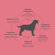 Grandorf FRESH DOG Salmon MED&MAXI корм сухой для взрослых собак средних и крупных пород, для здоровья кожи и шерсти или склонных к аллергии, лосось с бататом