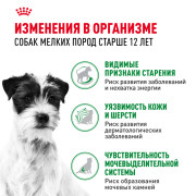 Royal Canin Mini Ageing 12+ корм влажный полнорационный для стареющих собак мелких размеров (весом от 1 до 10 кг) в возрасте старше 12 лет, кусочки в соусе
