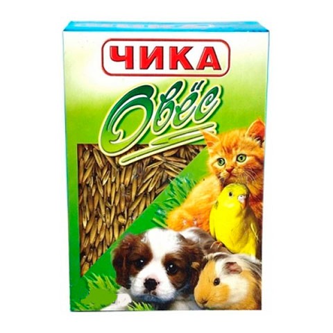 Чика овес