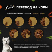 Cesar корм консервированный для взрослых собак индейка с зелёным горошком и морковью в желе