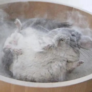 BAKA Песок для шиншилл Чистюля люкс, 1.6л