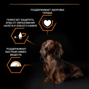 Сухой корм PRO PLAN EVERYDAY NUTRITION для взрослых собак мелких и карликовых пород, с высоким содержанием курицы