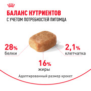 Royal Canin Chihuahua Adult Корм сухой для взрослых собак породы Чихуахуа от 8 месяцев