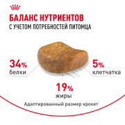 Royal Canin British Shorthair Adult Корм сухой сбалансированный для взрослых британских короткошерстных кошек