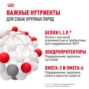 Royal Canin Maxi Adult Корм сухой для взрослых собак крупных размеров от 15 месяцев