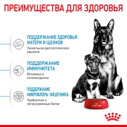 Royal Canin Maxi Starter Mother & Babydog Корм для щенков крупных пород до 2-х месяцев, беременных и кормящих сук