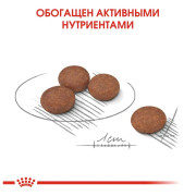 Royal Canin Mini Digestive Care Корм сухой для взрослых собак мелких размеров с чувствительным пищеварением