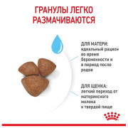 Royal Canin Mini Starter Mother & Babydog Корм для щенков мелких пород до 2-х месяцев, беременных и кормящих сук