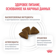 Royal Canin Gastrointestinal Kitten корм сухой диетический для котят в возрасте от 2 до 10 месяцев при нарушениях пищеварения